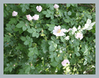 dnestr2013_125