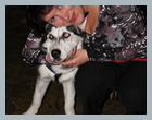 DR_Sova2012_78